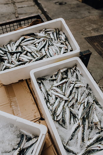 segar, tangkapan, ikan, wadah styrofoam, ikan di atas es, memancing, pelabuhan