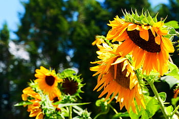 obří květiny, roční, slunečnice, kvetoucí, zahrada., helianthus, běžné slunečnice, nativní květiny, rodné letničky, vysoký roční, obrázky slunečnice