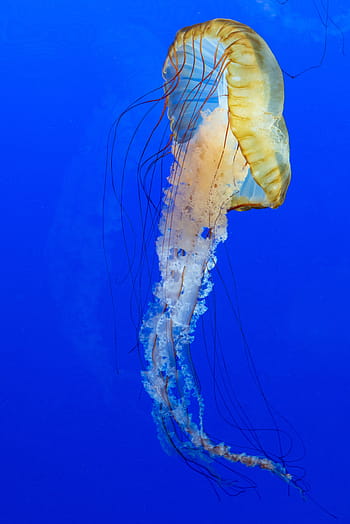 blu, Medusa, animale, creatura, buio, in profondità, pesce, galleggiante, splendore, raggiante, gelatine