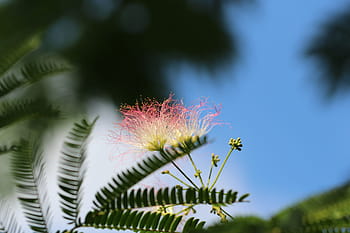 nature, flowers, trees, mimosa, mimosa tree, outdoors, macro, canon, mimosa flower