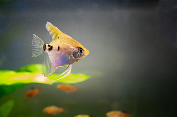 makro, zblízka, Příroda, Ryba, malý, zelená, oranžový, žlutá, voda, akvárium, čistý