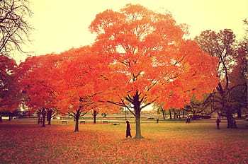 standing tall, colors, colours, nature, trees