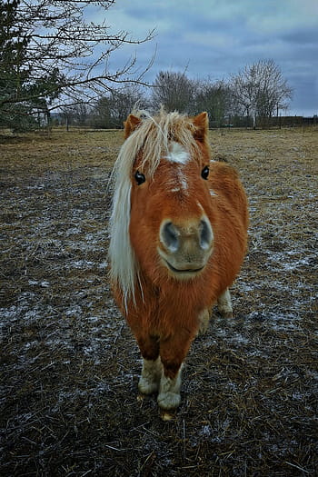 cavallo, hdr, piccolo, pony, Marrone, animale, carina, natura, pascolo, accoppiamento, brina