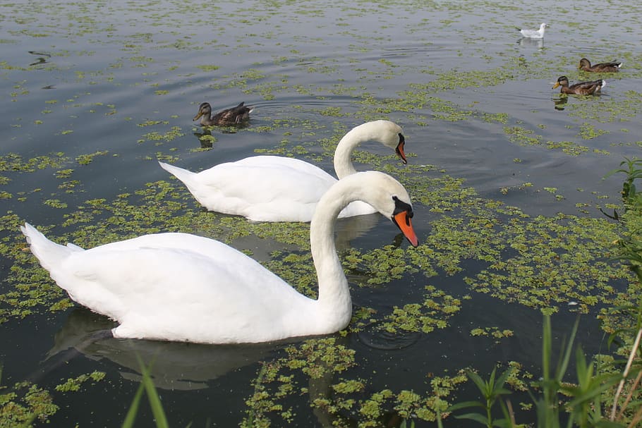 birds, amp shipping, swan, duck, crossword, water, swim, nature