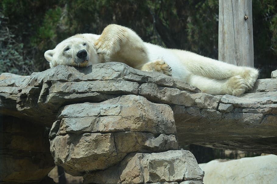 San Diego, zoo, lední medvěd, savec, volně žijících živočichů, zvíře
