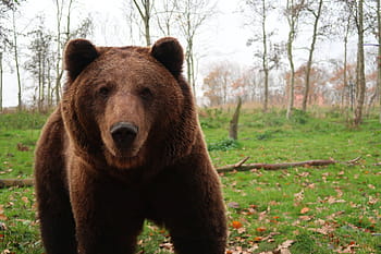 medvěd, Medvěd hnědý, Medvídek, srst, hnědý, nebezpečný, teddy, divočina, dravec, Příroda, zoo