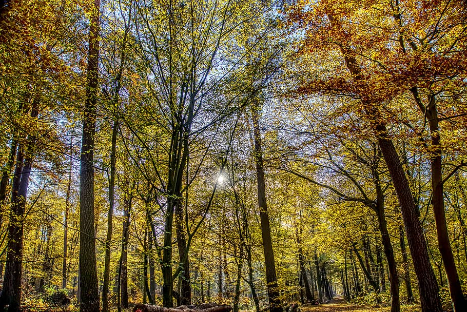 les, podzim, nálada, podsvícení, oslnivá hvězda, strom, listy, barvitý, Příroda, krajina, lesní cesta