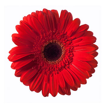 flower, gerbera, red, white, background, zinnia, spring, macro, stem, closeup, isolated