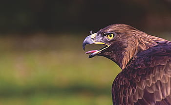 adler, raptor, bird of prey, animal, bill, tierpark hellabrunn