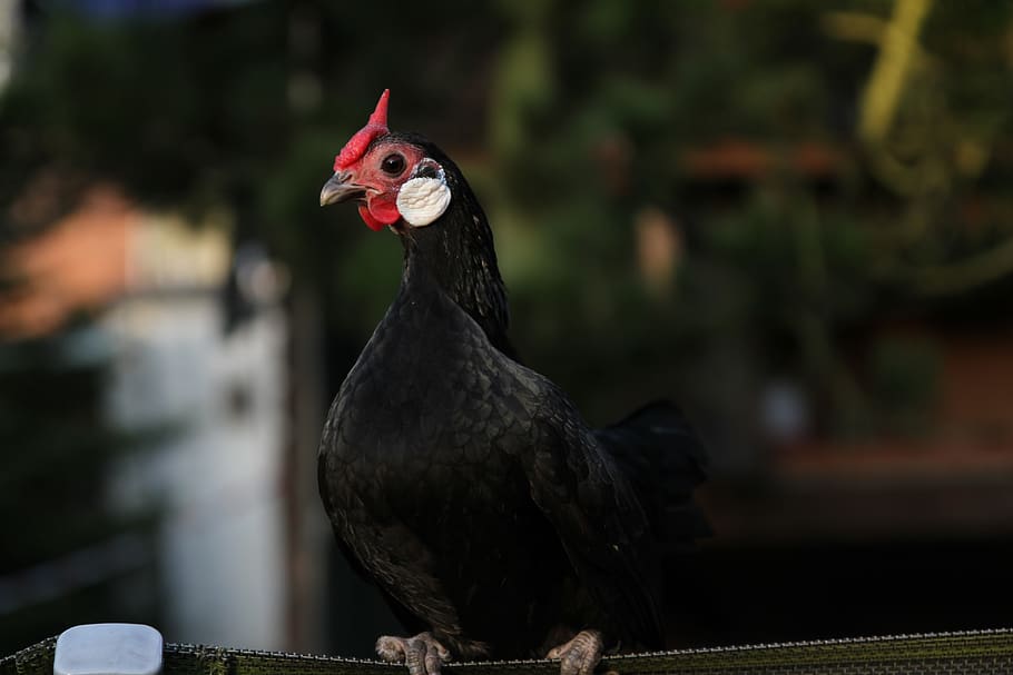 chicken, hen, poultry, range, nature, bill, feather, plumage, egg, chickens, bantam