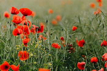 campo, rojo, amapolas, verano, flores, verde, naturaleza, floración, amapola, silvestre, flores silvestres