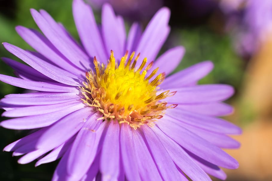 flower, aster, trivia, plant, wheatgrass, violet, purple, pink, flowers, astra, garden