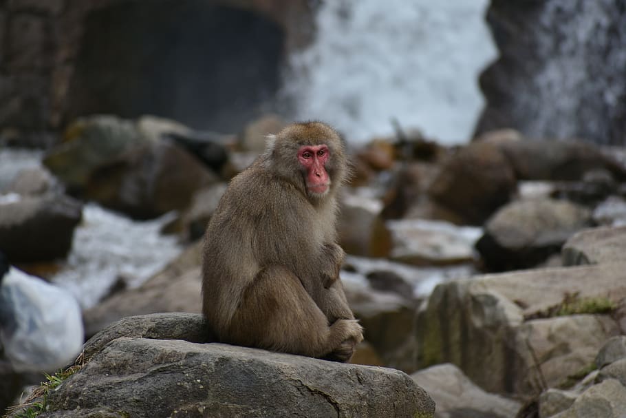 animal, monkey, baby japanese macaque eating leaves, snow monkey, hot springs, river, kawahara, waterfall, rock, japan, nagano prefecture