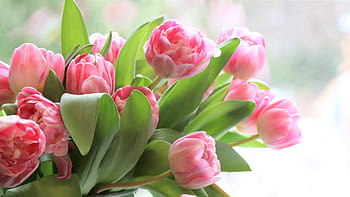 tulips, flowers, flower, pink, spring, bouquet, flora, nature, holiday, congratulation, postcard