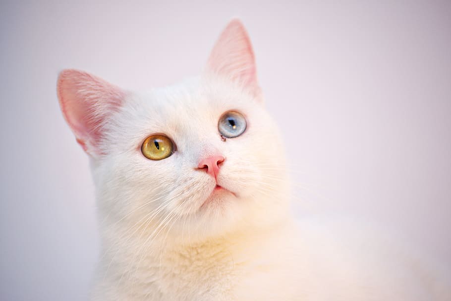 cat, white, angora, turkish, cafe, room, cute, animal, pet, fur, feline