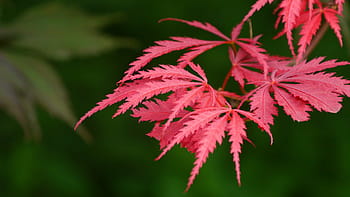 new, leaf growth, japanese, red, maple tree, lacey, leaves., japanese maple, japanese maple tree, acer palmatum, japanese red maple