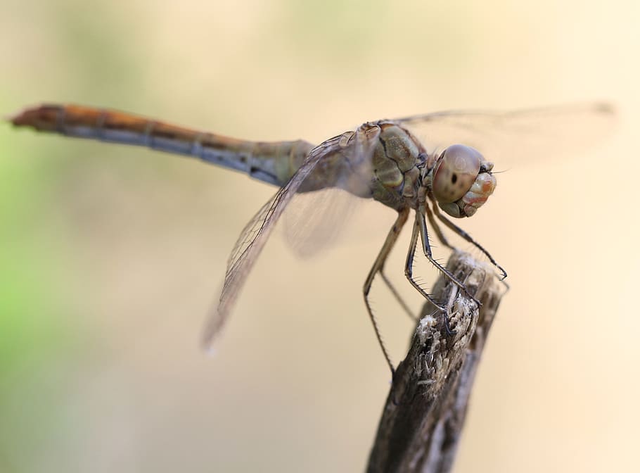 vážka, insecta, křídla, Příroda, odpočinek