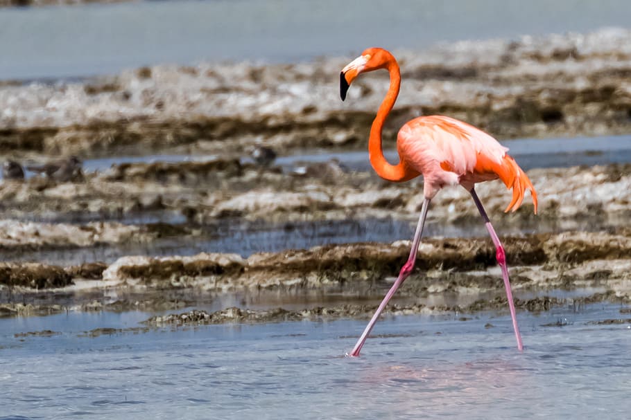 cuba, cienaga de zapata, flamingo, wildlife, nature, birding, 10-13-18