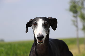 spanish galgo, spanish greyhound, fast dogs, long dog, galgo, greyhound, hound, sighthound, dog portrait, smiling, adopted