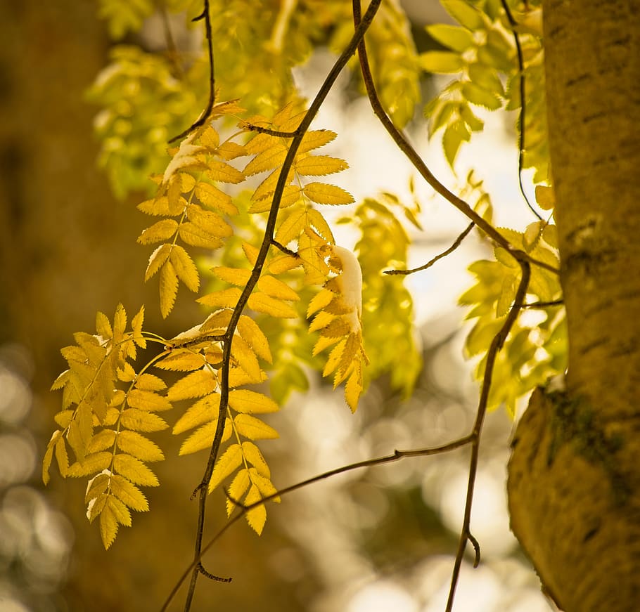 tree, leaves, autumn, golden, bokeh, mountain ash