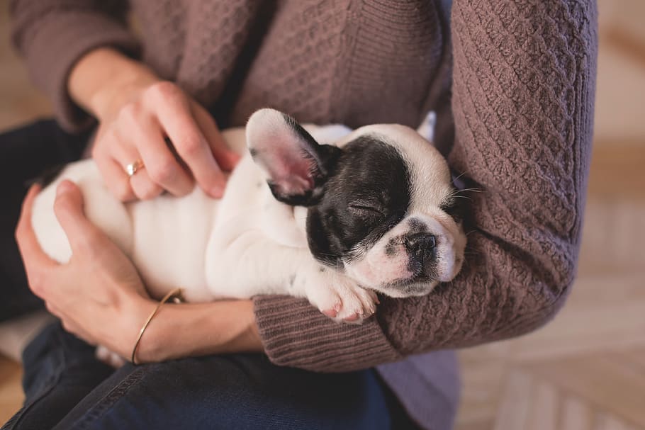 animal, bulldog, canine, cute, dog, hands, pet, puppy, relax, stroking