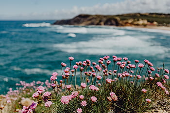 racimo, rosado, flores, creciente, océano, borde, portugal, playa, costa, orilla, verano