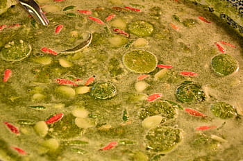 pikantní, omáčka, Thajsko, chilli, jídlo, pepř, horký, koření, vaření, gurmán, kuchyně