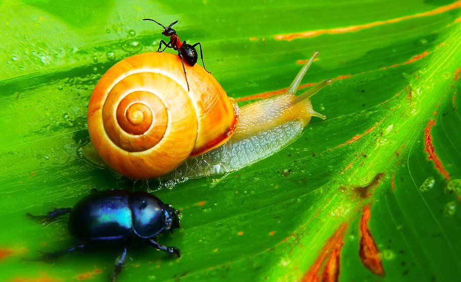 wstężyk lovec, molluscum, mravenec červený, hmyz, list, rostlina, zvířat, Příroda, u soudu v, bezobratlých, detailní