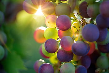 grapes, sun, sunbeam, fruit, vines, rebstock, wine, vine, sugar, fructose, sweet