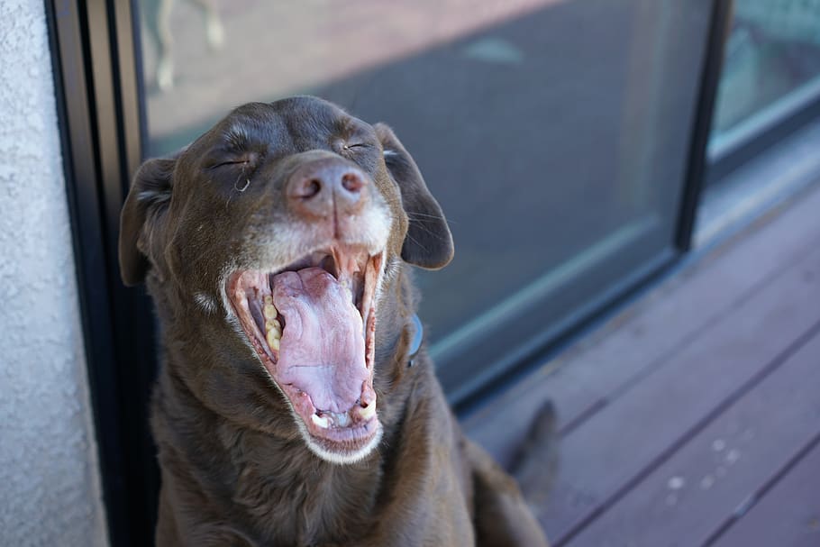 Pes, zívnutí, domácí zvíře, labrador, unavený, psí