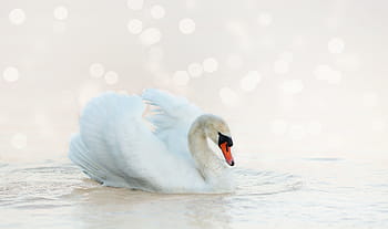 swan, white, nature, water bird, water, bird, animal world, animal, plumage, pride, elegant