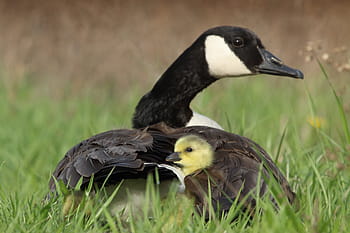 bird, fly, animal, swan, parent, mother, baby, yellow, black, white, grass