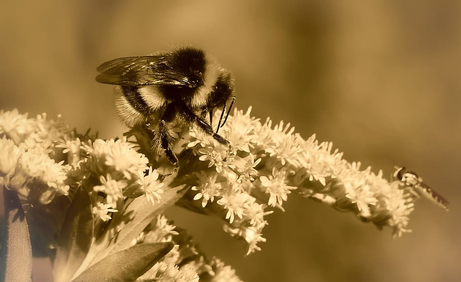 bumblebee gas, insect, autumn, flower, apiformes, pszczołowate, animals, nature, at the court of, invertebrates, closeup