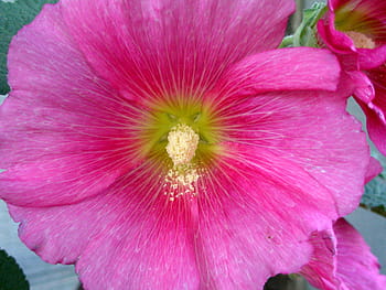 pink, hollyhock, pollen, pink hollyhock, flower, macro