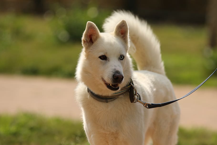 dog, breed, siberian husky, portrait, domestic, eyes