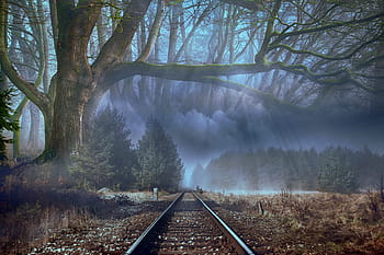 les, mlha, stromy, krajina, tajemný, temný, průchody, 4k tapeta