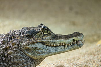 krokodýlí kajmanské ostrovy, caiman crocodilus, aligátor, Střední Amerika, brýlový kajman, plaz, čenich, zub, dravec, kůže, šelmy