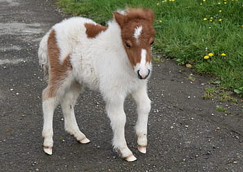 pony, shetland pony, pony-hoof white, pony colour brown white, shetland pony jarod, equine, young foal, foal, pony jarod, small horse, nature