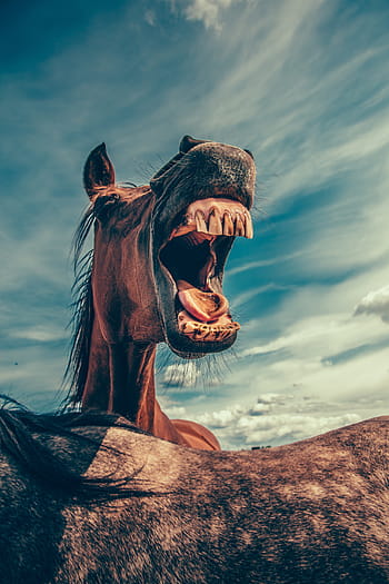 horse, animal, nature, farm, domestic, mammal, stallion, wild, ranch, equestrian, mare