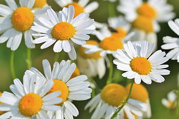 Kamille, Natur, Blume, Duft, Garten, frisch, Blühen
