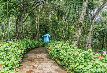 botanical garden, stone path, flowers, forest, garden, shed, chiang mai, thailand, nature, scenic, pathway