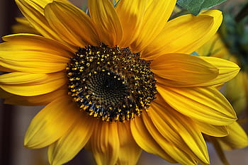 girasole, girasole ornamentale, fiore, fioritura, soleggiato, i petali, polline, la radice, verde, stami, estate
