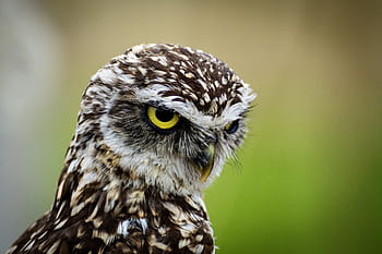 hrabání, sova, malá sova, pták, zvíře, Příroda, peří, raptor, živočišného světa, Pírko, účtovat