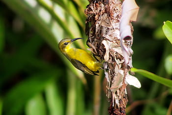 sunbird, wild, bird, olive-back, nest, building, outdoor, nature, natural, wildlife, perched