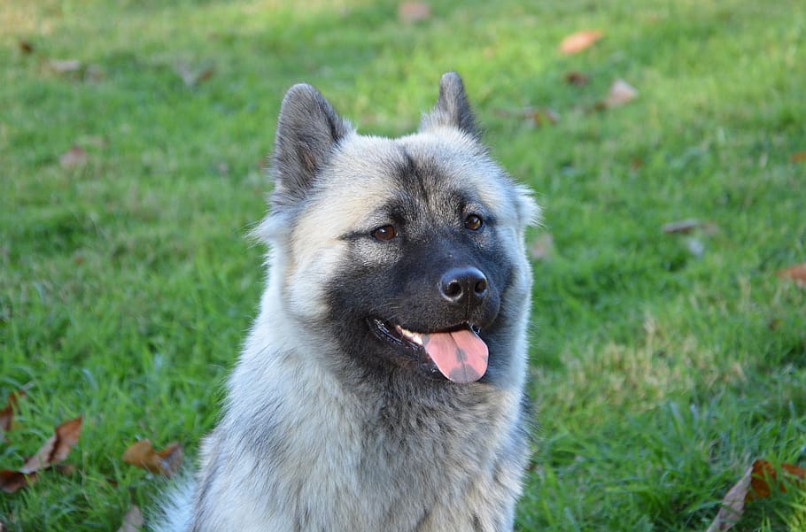 dog, bitch, eurasier, bitch nova, dog nordic, animal young female