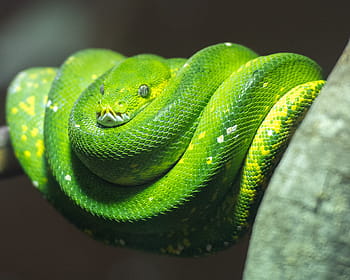 krajta, zelený strom python, plaz, Příroda, divoký, plazů, Austrálie