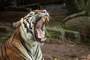 tigre, animale, natura, Bengala, capo, gatto, foresta, bellissimo, bianca, giungla, Asia