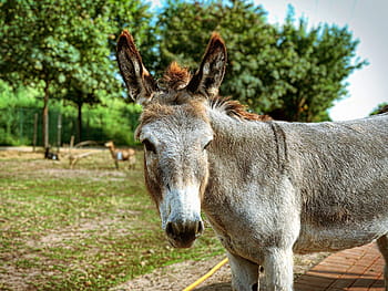 donkey, animal, draft horse, nature, livestock, mule, beast of burden