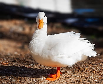 pekin duck, long island duck, portrait, bird, goose, duck, white, animal, nature, beak, geese
