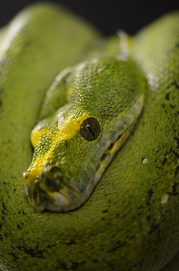 cobra, réptil, python verde da árvore, verde, python, animal